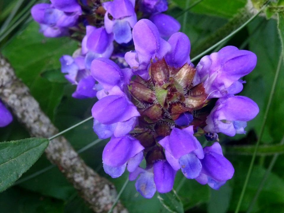 Prunelle à grandes fleurs, Prunella grandiflora, Lamiacées… 