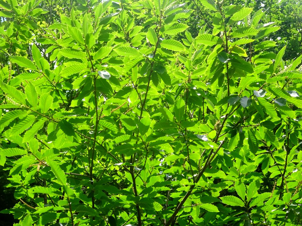 Un soleil généreux éclabousse les feuilles de châtaigniers… 