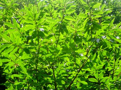 Un soleil généreux éclabousse les feuilles de châtaigniers… 