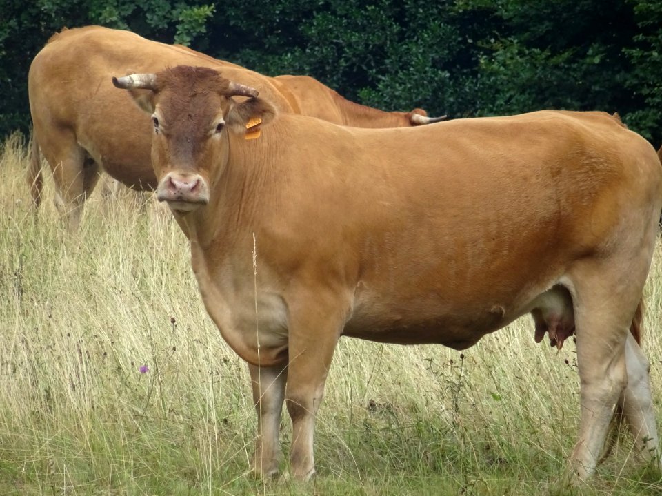 Des vaches, de race Blonde d'Aquitaine ? 