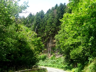 Châtaigniers et conifères, avant le col de Salettes 