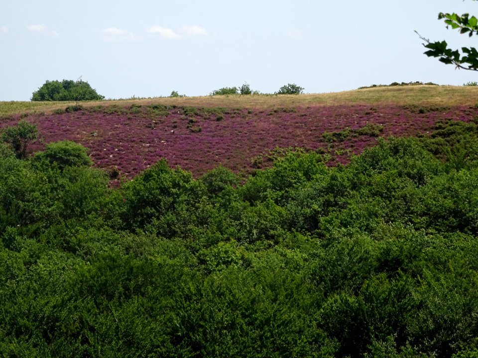 Colline couverte de bruyères mauve 