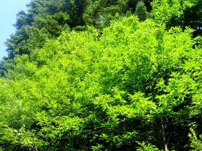 La petite D920 monte à l'ombre des grands arbres entre Ver… 