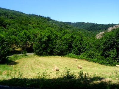 Bottes de foin roulés dans un pré fauché autour duquel s'e… 
