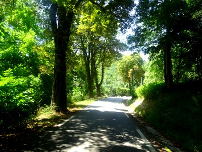 La petite D920 monte à l'ombre des grands arbres entre Ver… 