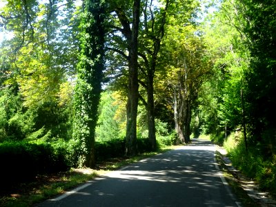 La petite D920 monte à l'ombre des grands arbres entre Ver… 