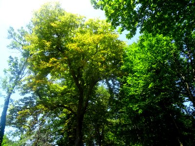 La petite D920 monte à l'ombre des grands arbres entre Ver… 