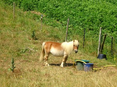 Un poney au pré, hameau de La Métairie Neuve, Aude 