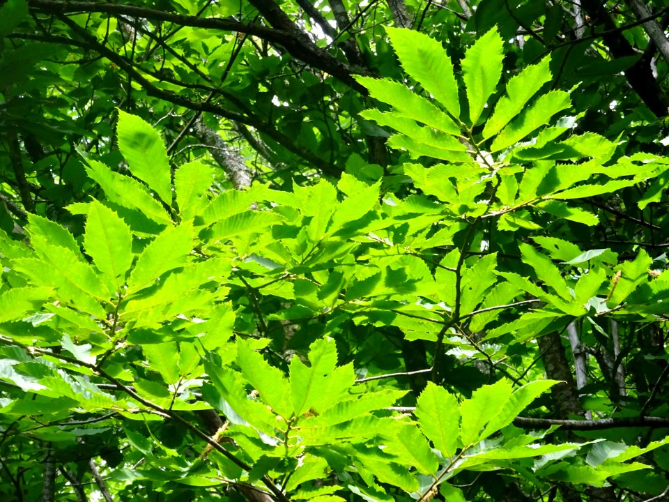 Un soleil généreux éclabousse les feuilles de châtaigniers… 