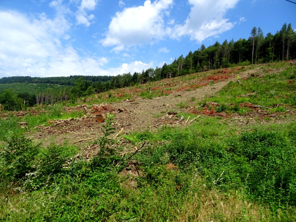 Coupes de bois, Gayraud, commune de Sabo, Hérault 