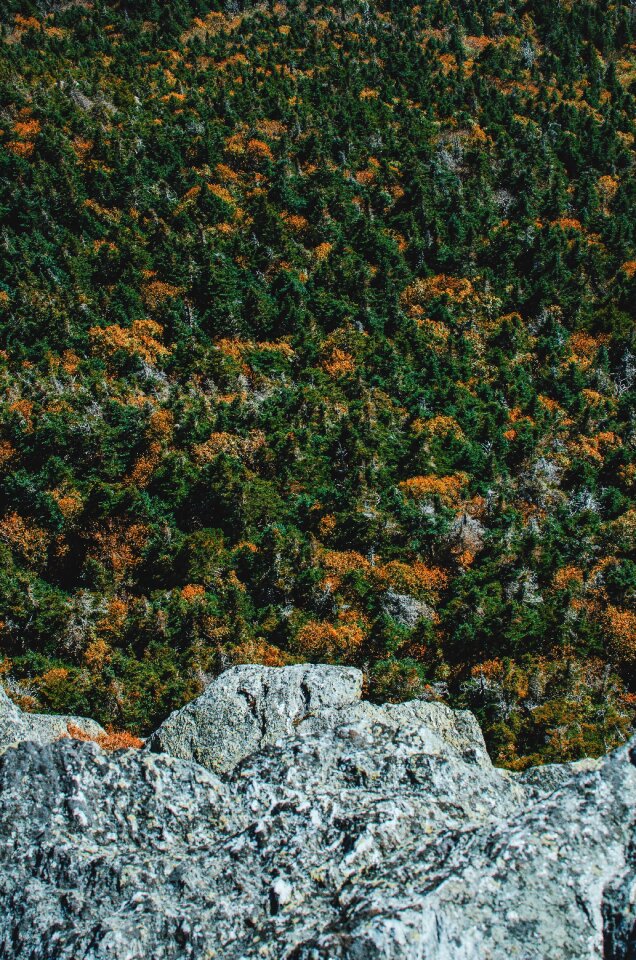 Scenic scenery trees