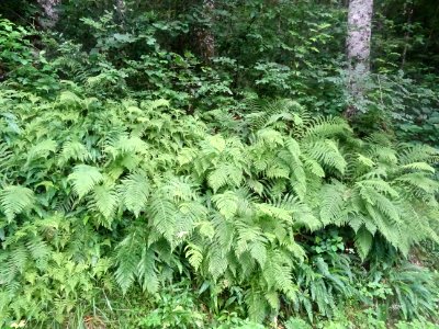 Les fougères couvrent les bas-côtés de la route, Villelong… 