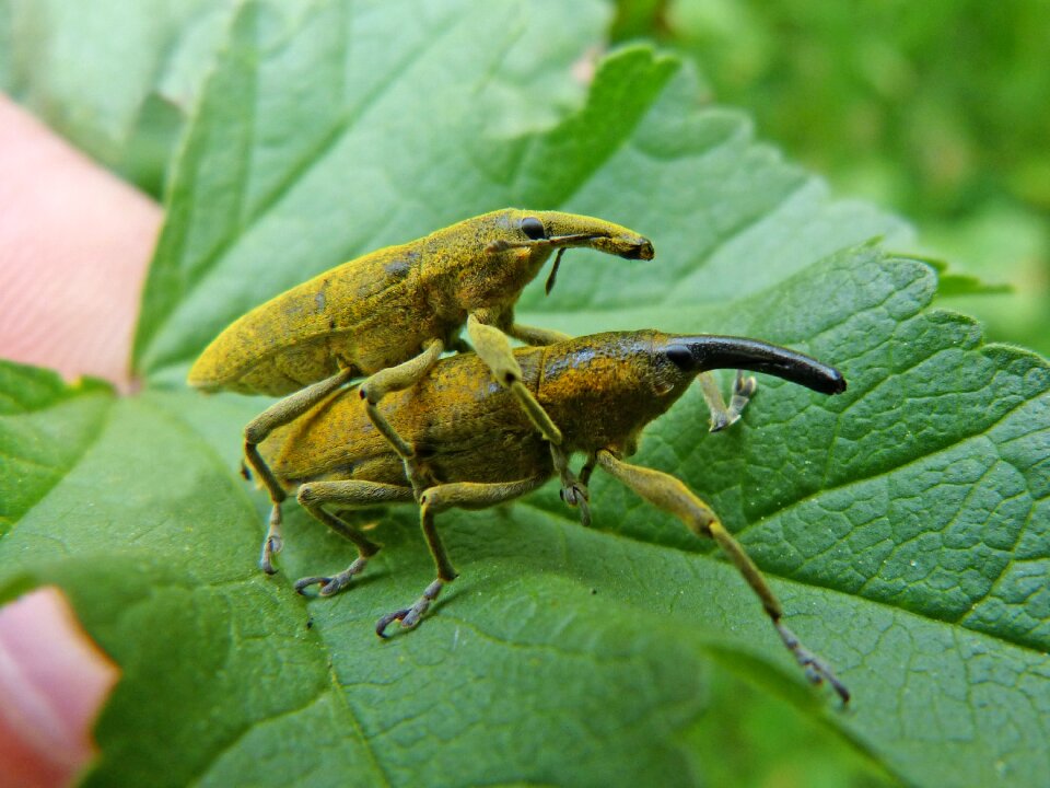 Morrut of them malves insects mating copulation