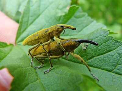 Morrut of them malves insects mating copulation