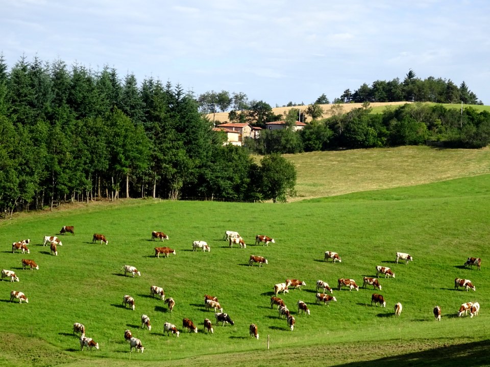 Prairies, bétail et forêts, monts du Lyonnais en allant ve… 