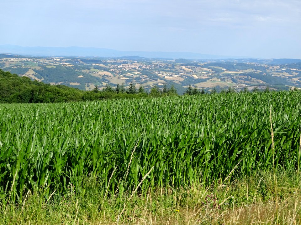 Maïs et cultures, monts du Lyonnais entre Yzeron et Duerne… 