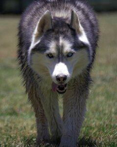 Siberian husky husky dog photo