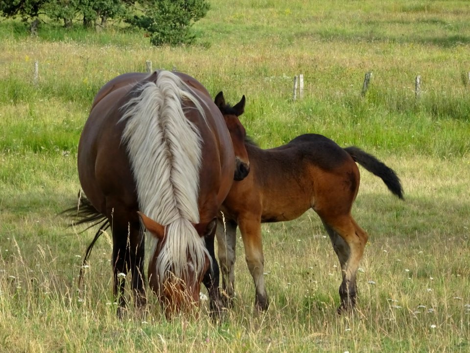 Une jument et son poulain ... Maman ! encore un câlin ...… | Flickr