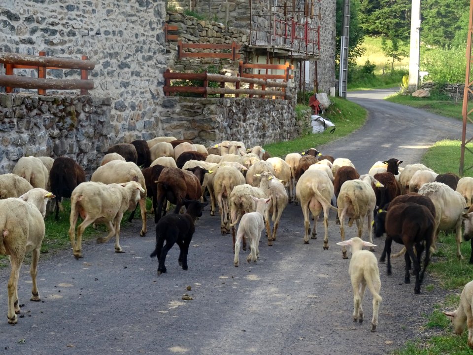 Troupeau de moutons, Le Villaret, près de St-Julien-Chapte… 