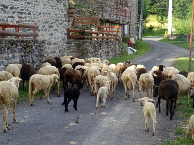 Troupeau de moutons, Le Villaret, près de St-Julien-Chapte… 