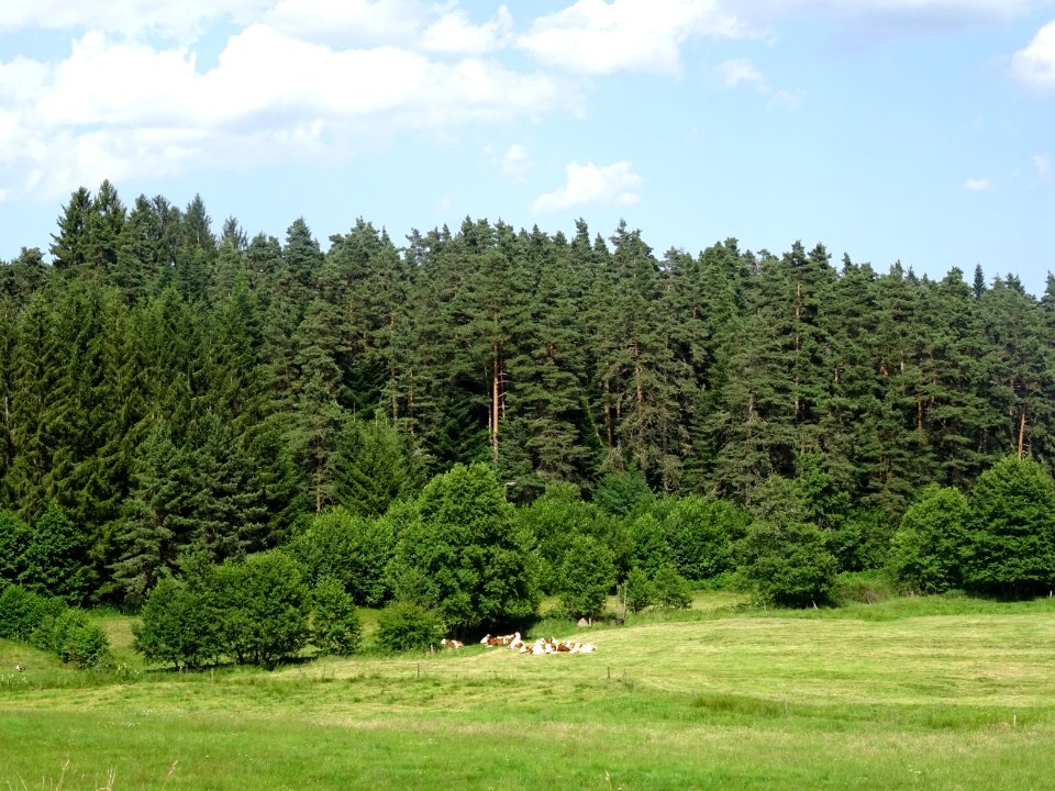 Des vaches et des pins 