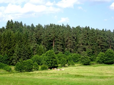 Des vaches et des pins 