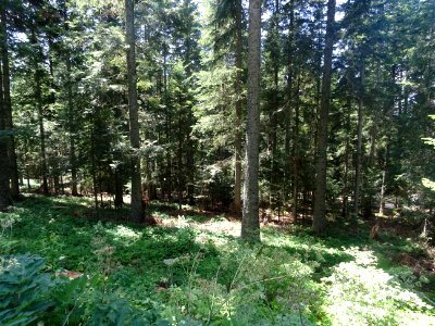 Le pied des grands sapins 