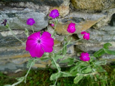 Phlox drummondii, Polemoniacées 
