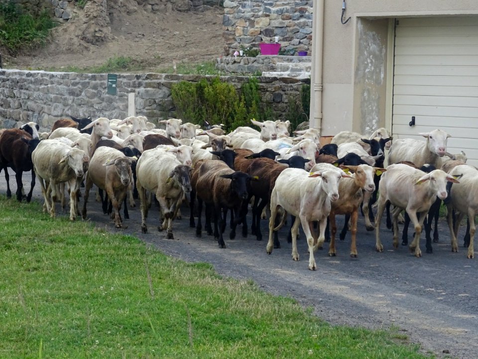 Troupeau de moutons, Le Villaret, près de St-Julien-Chapte… 