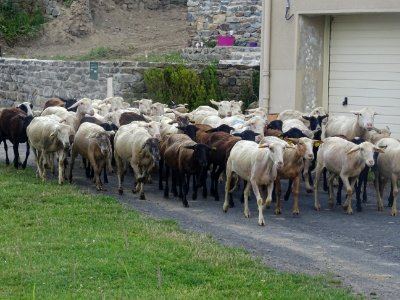 Troupeau de moutons, Le Villaret, près de St-Julien-Chapte… 