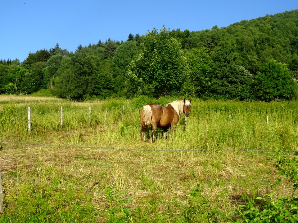 Ce beau cheval, pas moyen de l'avoir complètement de face,… 