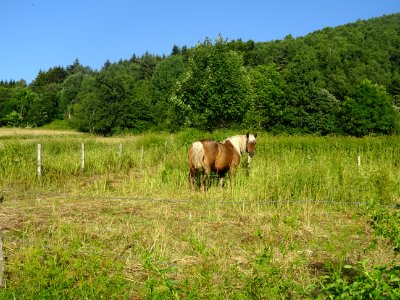 Ce beau cheval, pas moyen de l'avoir complètement de face,… 