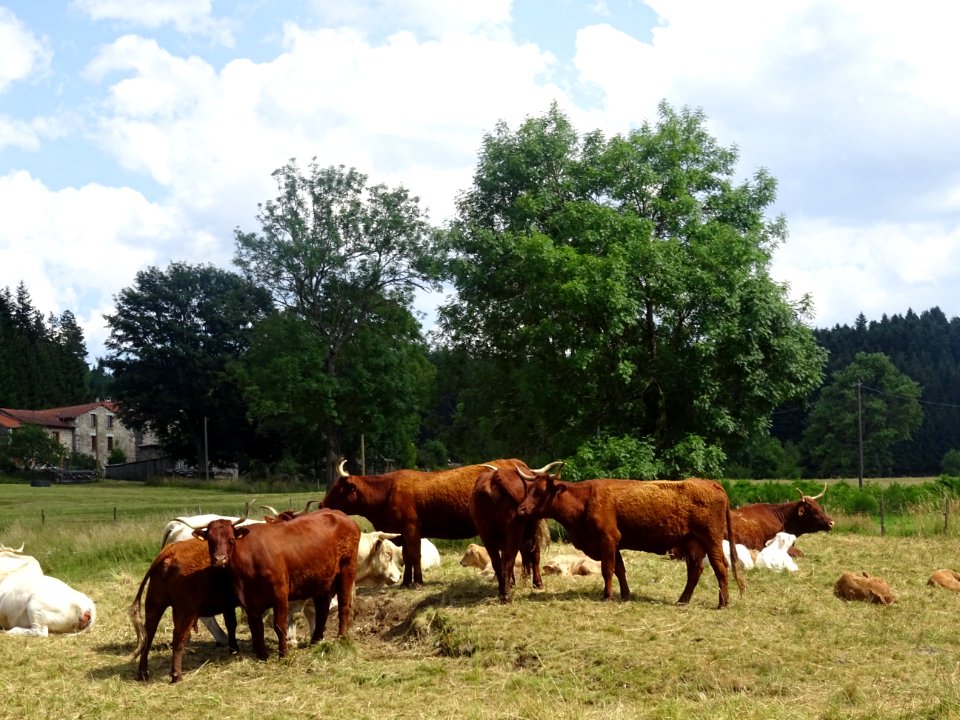 Vaches et veaux, avant Riotord, Haute-Loire 