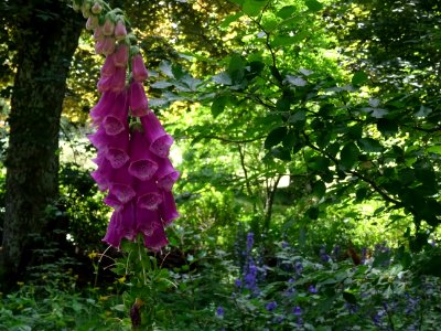 La Digitale pourpre ou Grande Digitale, Digitalis purpurea… 