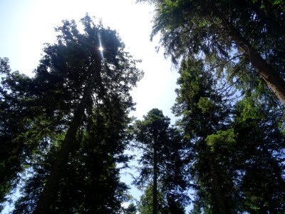 La cime des grands sapins 
