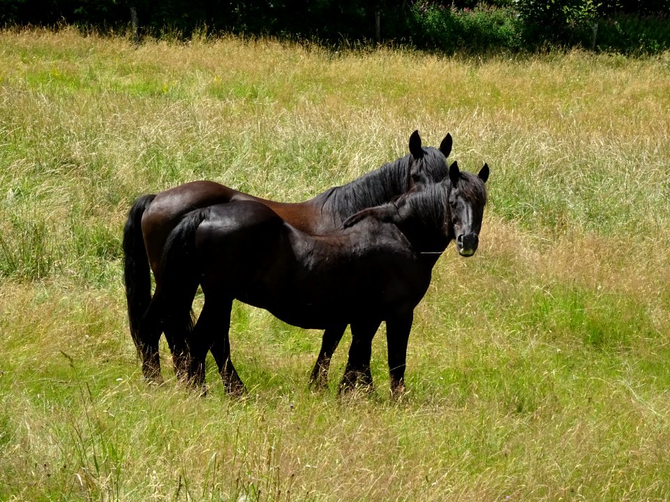 Deux superbes chevaux noirs 