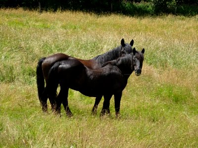 Deux superbes chevaux noirs 