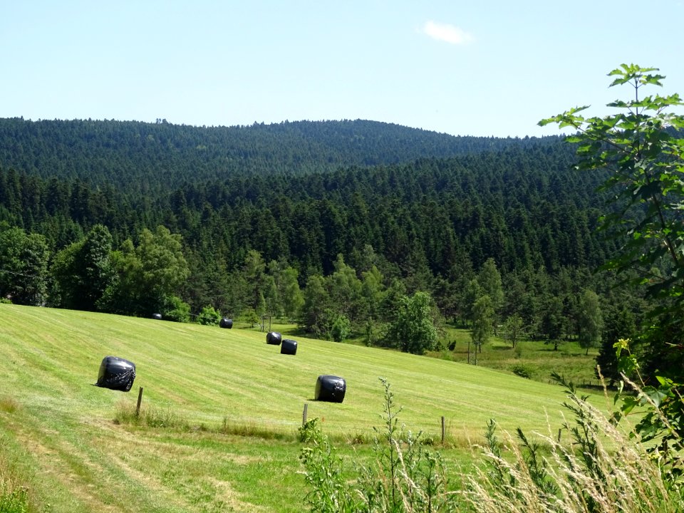 Des bottes de foin emballées 