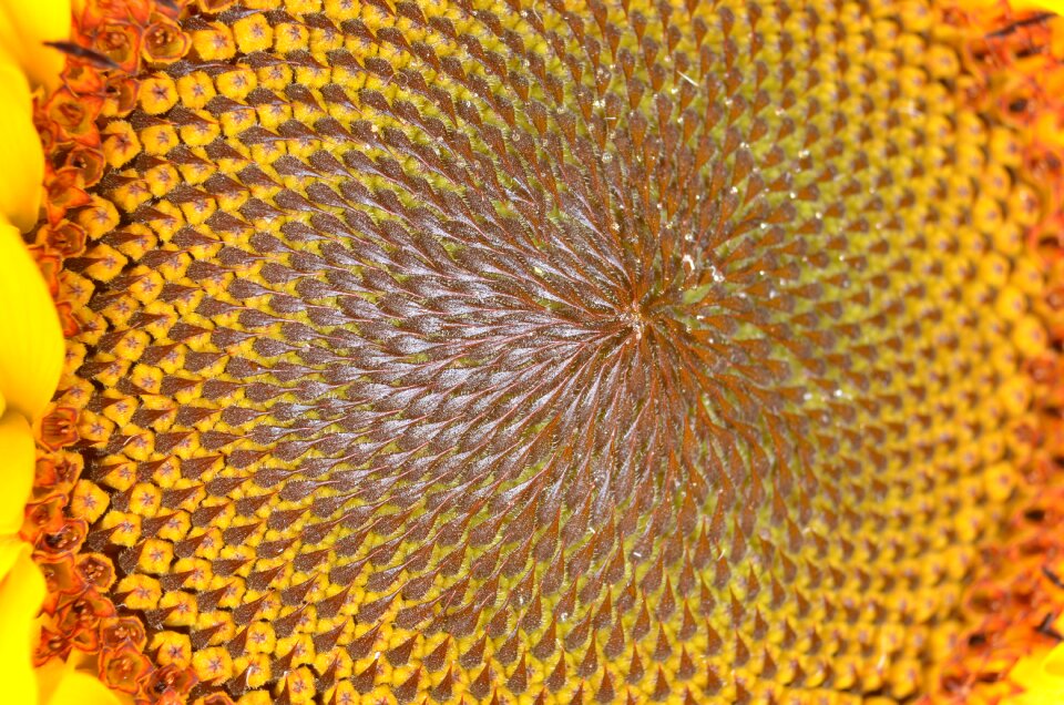 Brown schnittblume plant