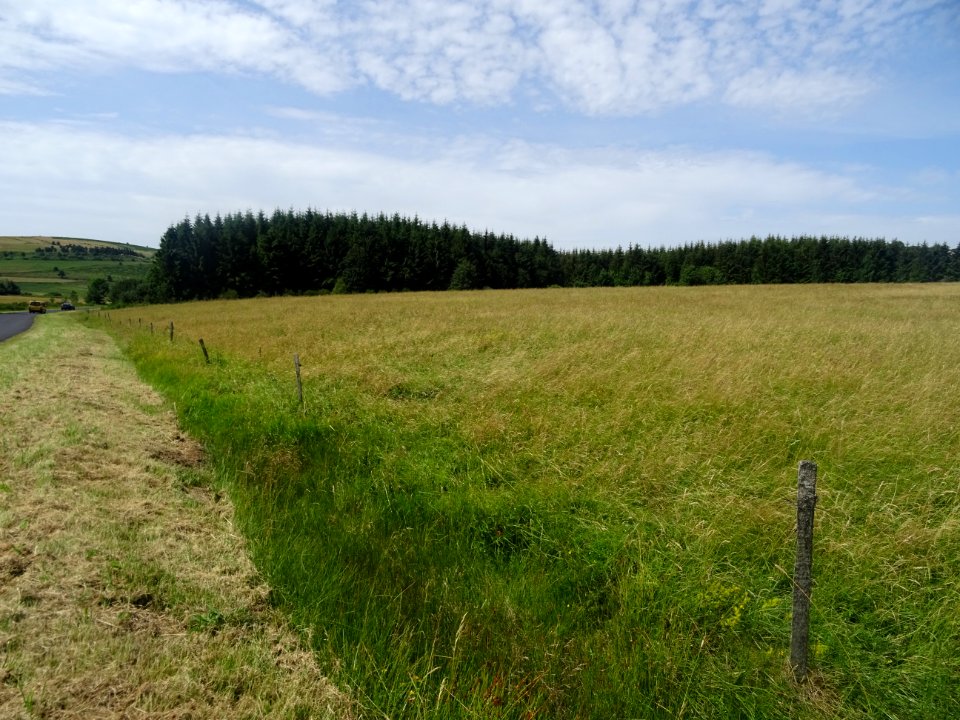 Vers Fay-sur-Lignon, paysage typique de Haute-Loire 