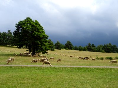 Moutons sur le domaine de la ferme fortifiée du Choizal, s… photo