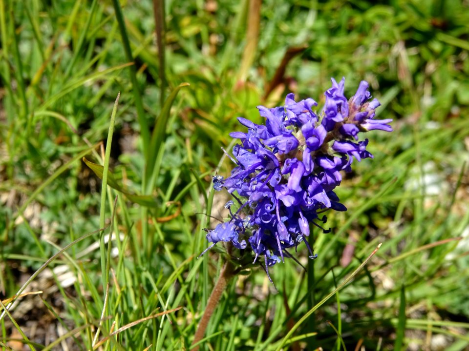 Véronique d'Allioni, Veronica allionii, Scrophulariacées 