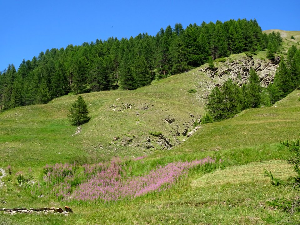 Epilobes et mélèzes, dans le vallon du torrent de la Cerve… 