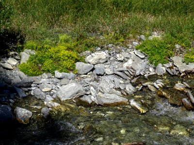 Fleurs jaunes (saxifrage des ruisseaux), le long du torren… 
