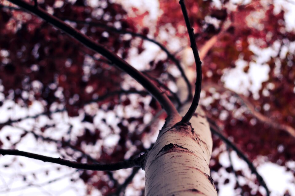 Tree blossom bloom