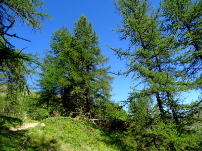 Le sentier monte à travers un versant raide couvert de mél… 