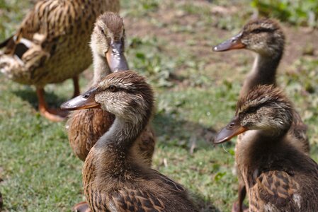 Pond lake swannery photo