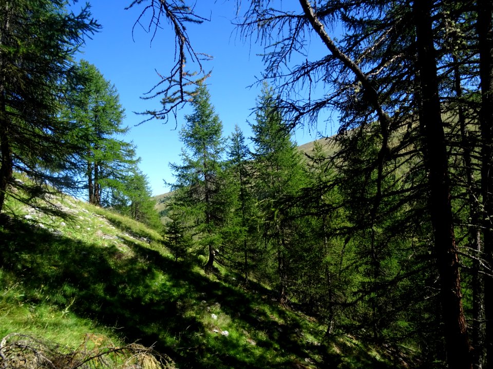Le sentier monte à travers un versant raide couvert de mél… 