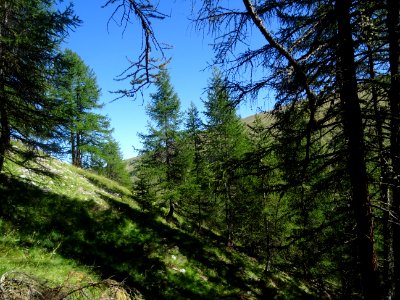 Le sentier monte à travers un versant raide couvert de mél… 