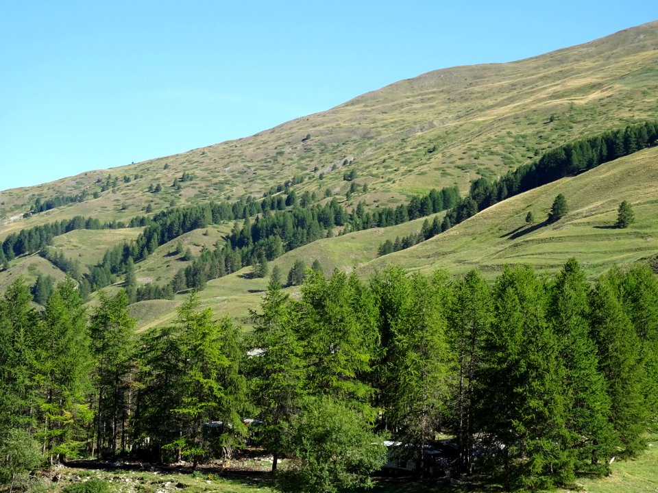 Des mélèzes, au lieu-dit Le Bourgea 